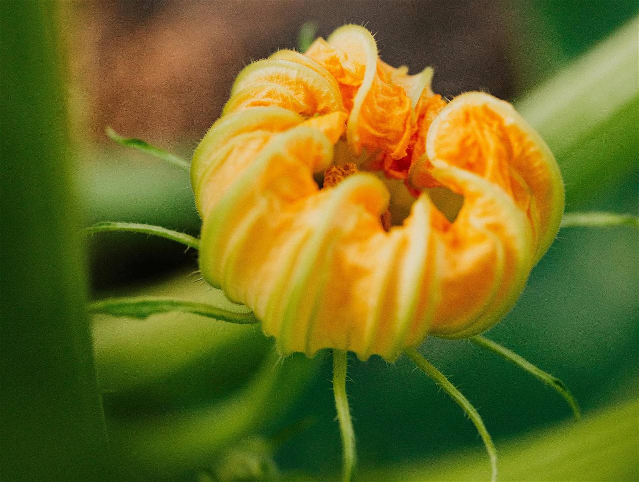 Nutritional and Therapeutic Potential of Pumpkin Flowers, Image Source: Pexels