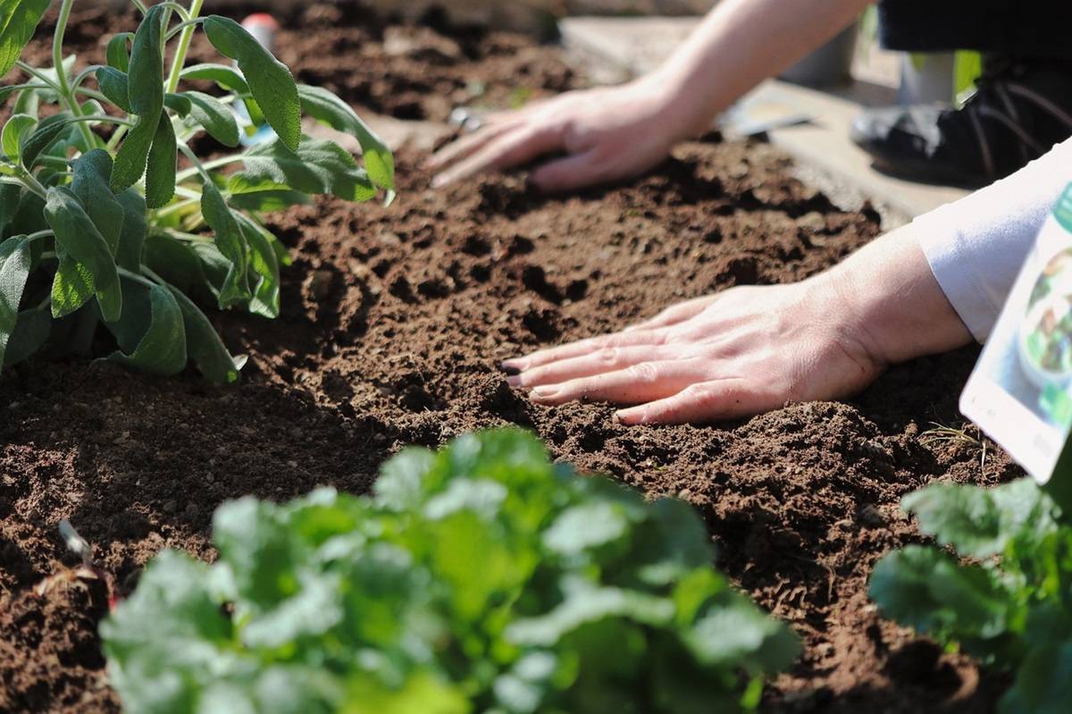 Maintaining Soil Health is the Key to Environmental Balance and Enhancing Agricultural Productivity (Photo Source: Pixabay)