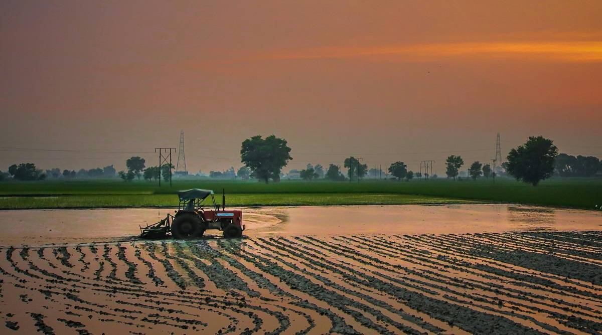 Transformative Agricultural Technologies Can Propel Bihar Toward Sustainable Development, Study Finds (Photo Source: Pexels)