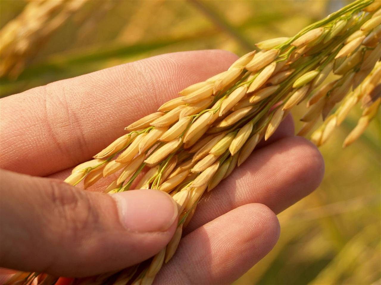 Rice hybrid discovered by Chinese scientists (Photo Source: Pexels.com)