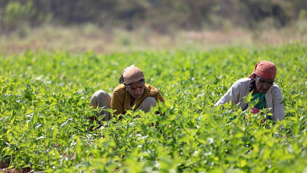 UP Govt to Establish Farmer Producer Cell to Ensure Schemes Benefits Reach Farmers (Photo Source: Pixabay)