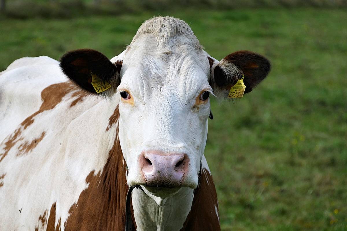 Sweaty Cows Could Hold Key to Food Security Amid Climate Change, Study Finds (Photo Source: Pixabay)