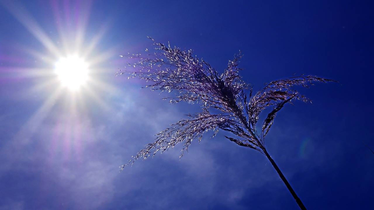 Health Minister JP Nadda Reviews Heatwave Preparedness in Central Government Hospitals (Photo Source: Pixabay)