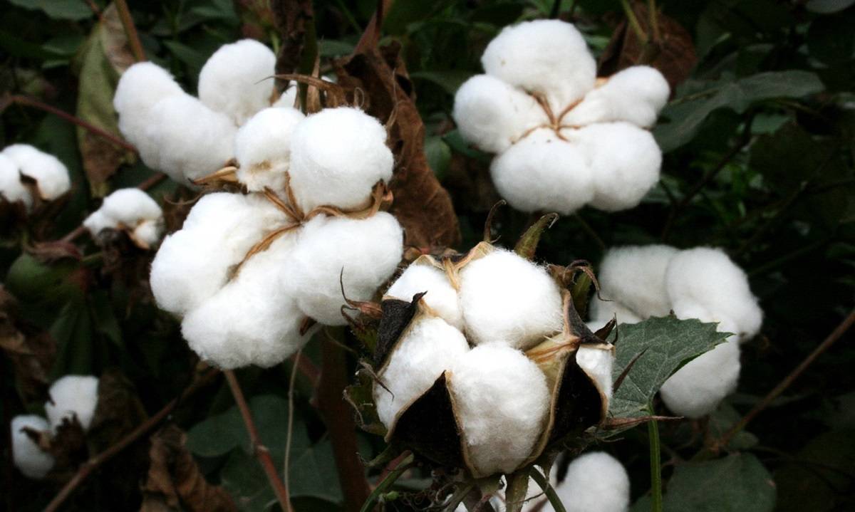 Insights into India's Cotton Farming Sector: Challenges, Innovations, and Economic Trends (Photo Source: Pixabay)