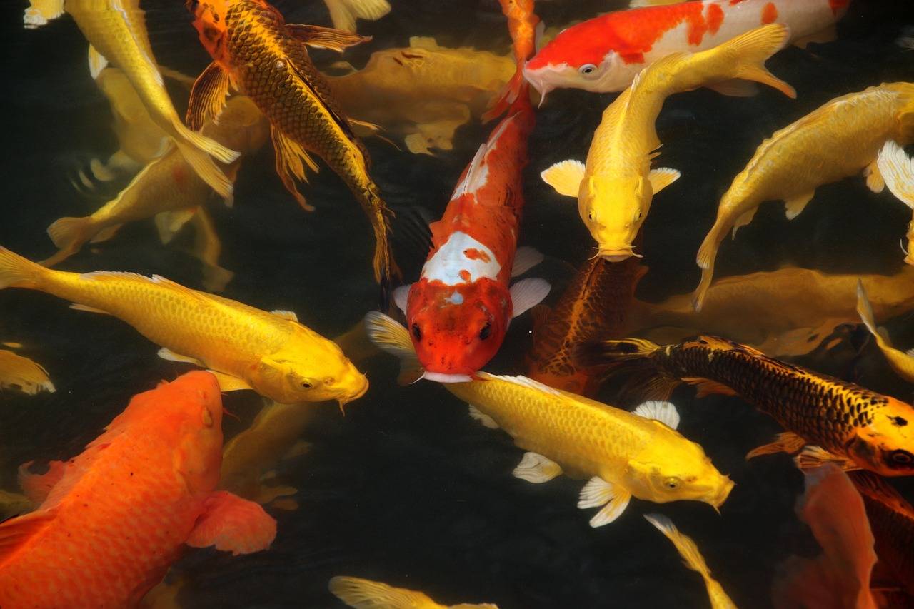 Outreach Workshop Empowers Scheduled Caste Women with Cluster Pond Construction and Ornamental Fish Rearing (Photo Source: Pixabay)