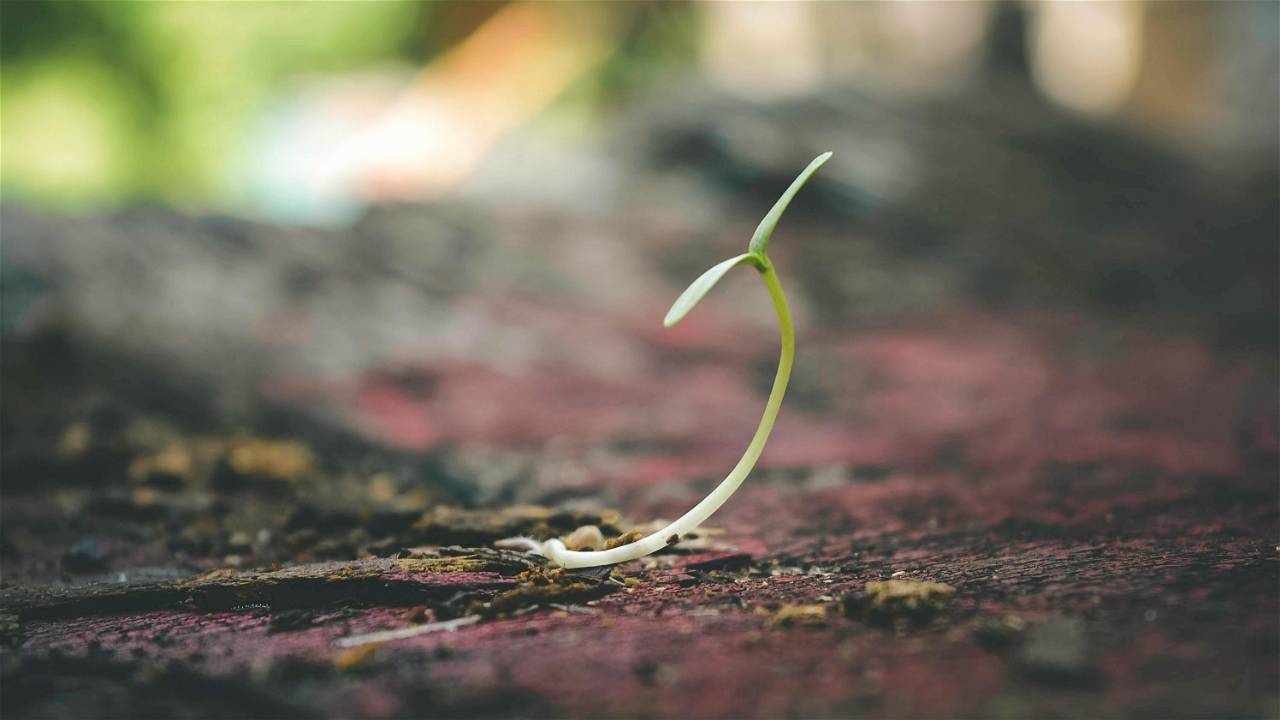 Organic Seed Production: A Comprehensive Guide to Sustainable Farming, Image Source: Pexels