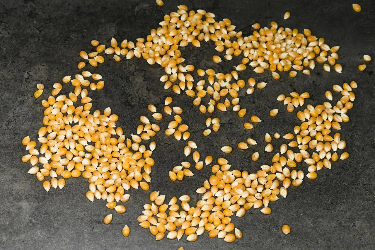 Maize Seeds (Photo Source: Pexels)