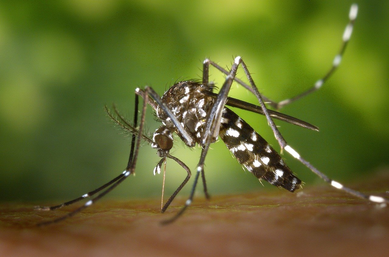 Union Health Ministry Issues Advisory Amid Surge in Zika Virus Cases in Maharashtra (Photo Source: Pixabay)