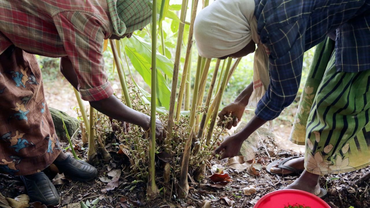 Cardamom Farmers (Representational Image Source: Pexels)