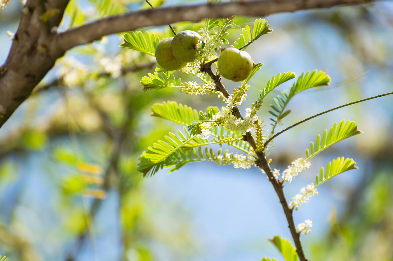 Amla/Indian Gooseberry is a Great Source of Protein for the Hair                                                                              Source: Pixabay