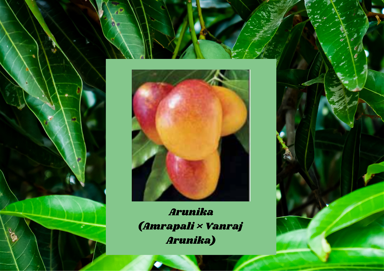 Arunika Mango: A Disease Resistant Hybrid Variety with Promising Traits (Image source: ICAR)