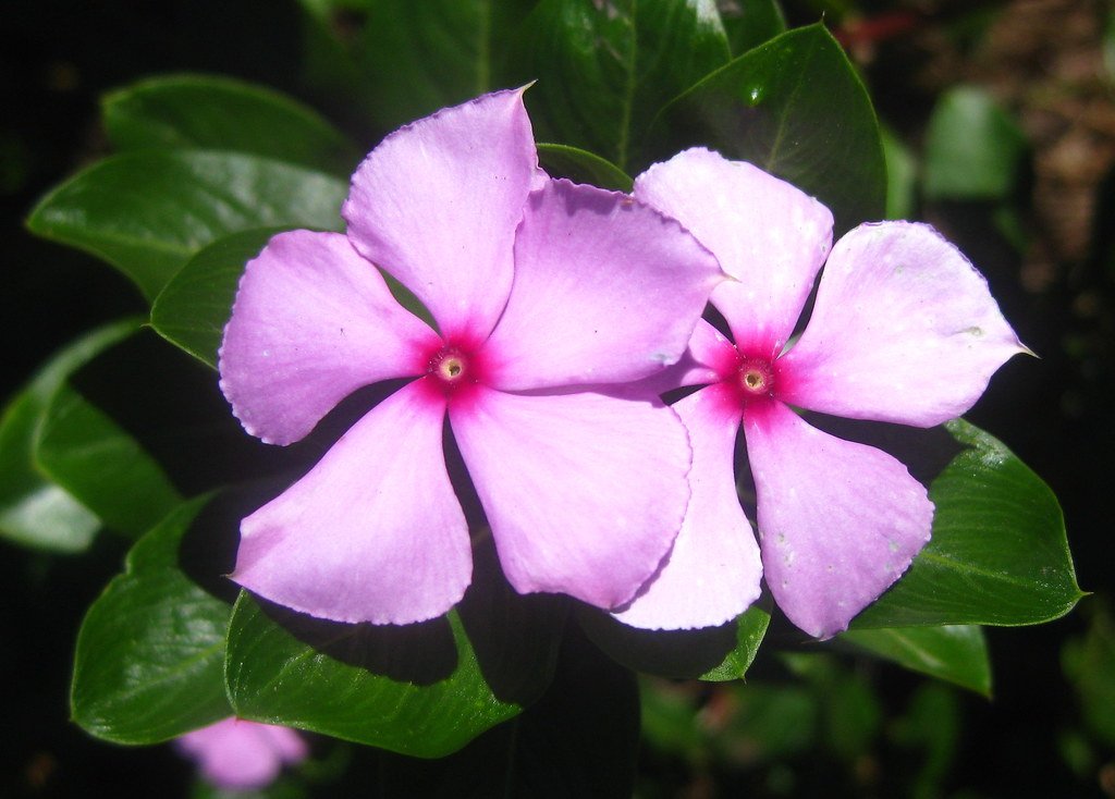 A pictorial representation of Periwinkle (Image Source: Flickr)