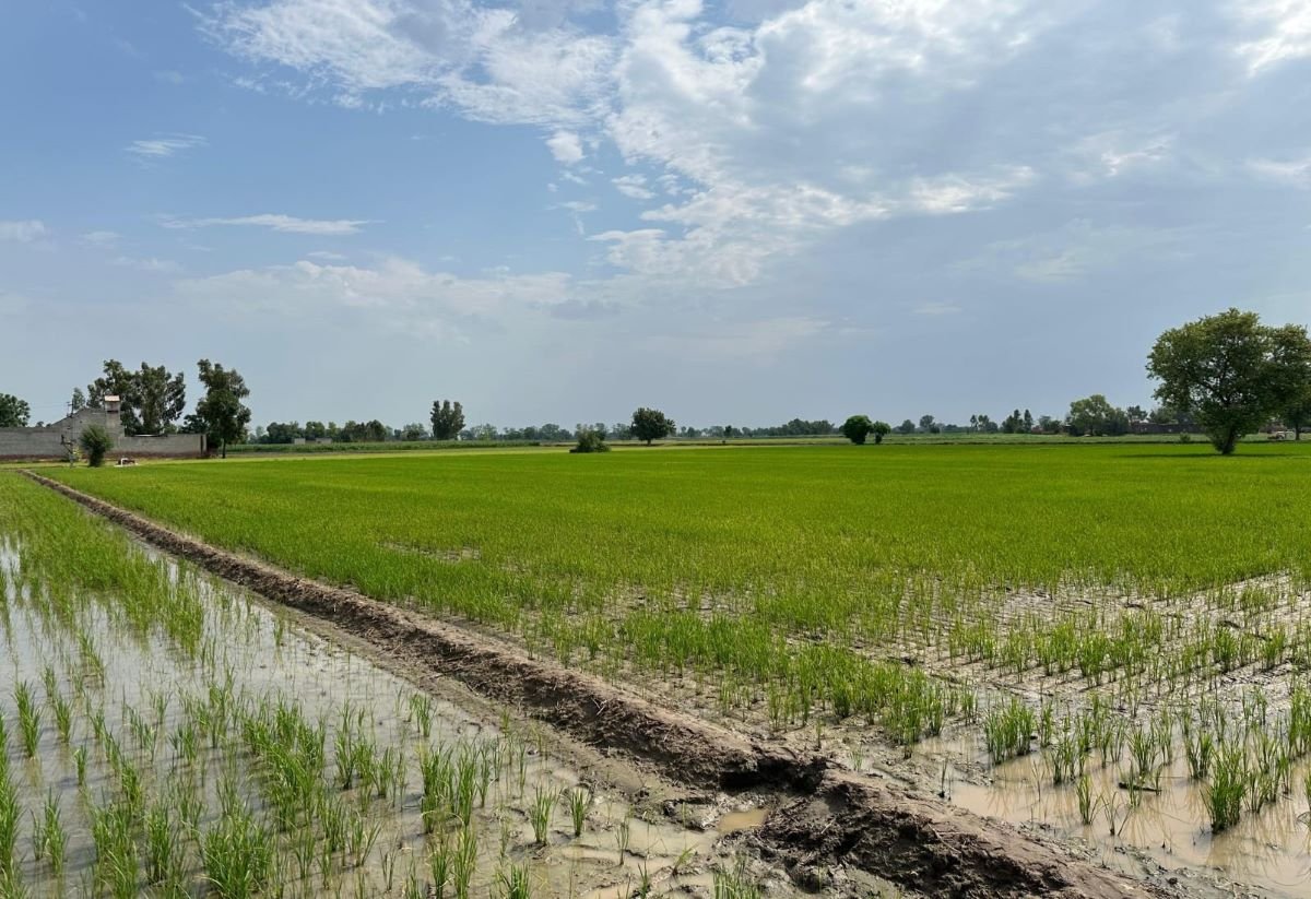 Rice field