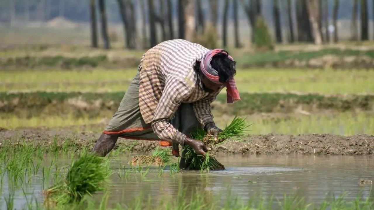 A farmer transplanting rice seedlings in his field