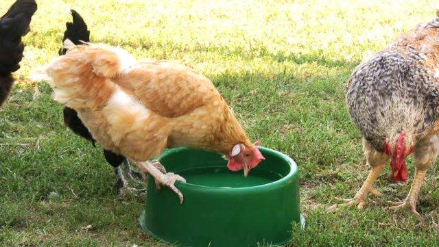 Hen Drinking Water