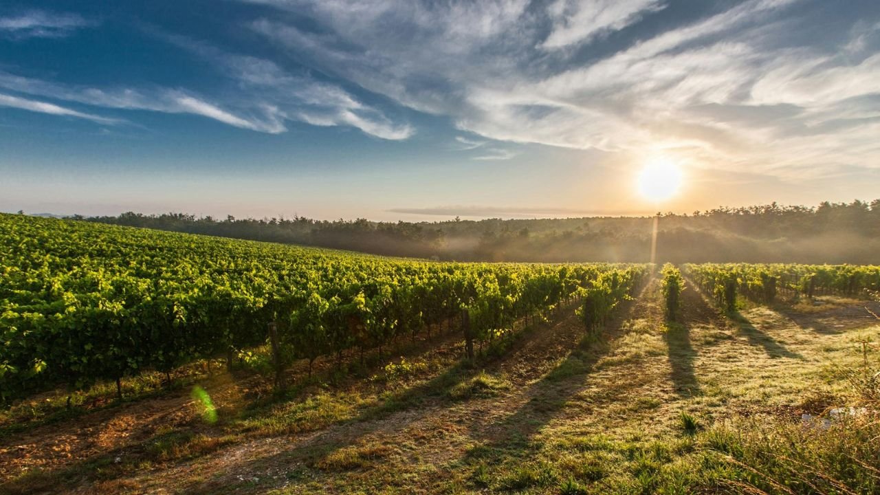 Agriculture Field (Representational Image Source: Pexels)