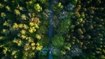 Forests Face Mounting Climate Stress and Rising Product Demand, FAO Report Warns