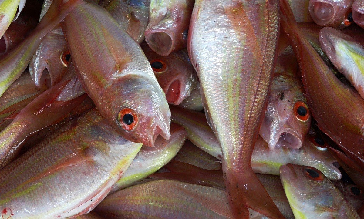 The mangrove red snapper is a prized seafood with high economic value, strong consumer demand, and significant aquaculture importance. (Photo Source: Pexels)