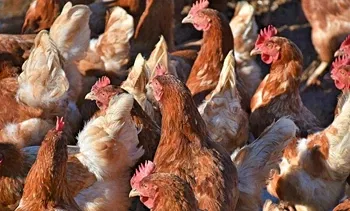 FAO Calls for Immediate Action as Avian Influenza Cases Surge in Asia-Pacific