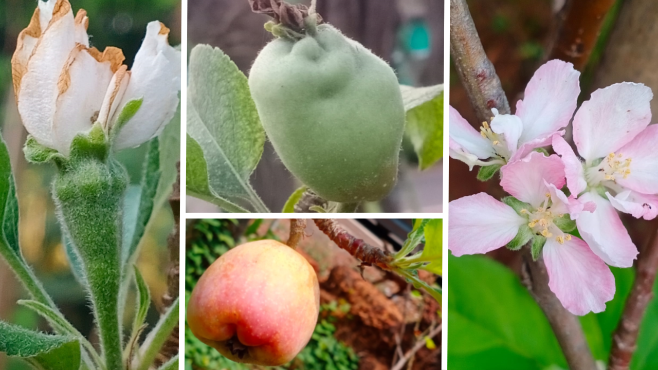 Some of the exotic crops grown by Edward Mendes