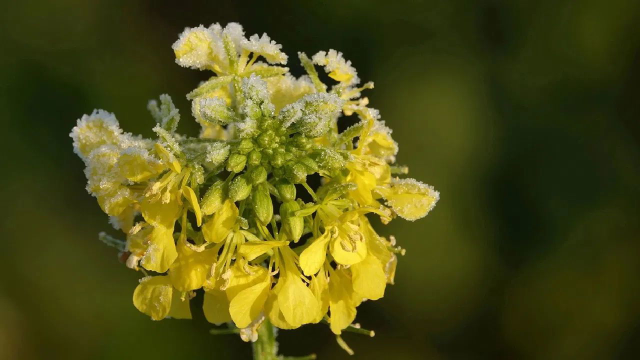 A pictorial representation of mustard plant