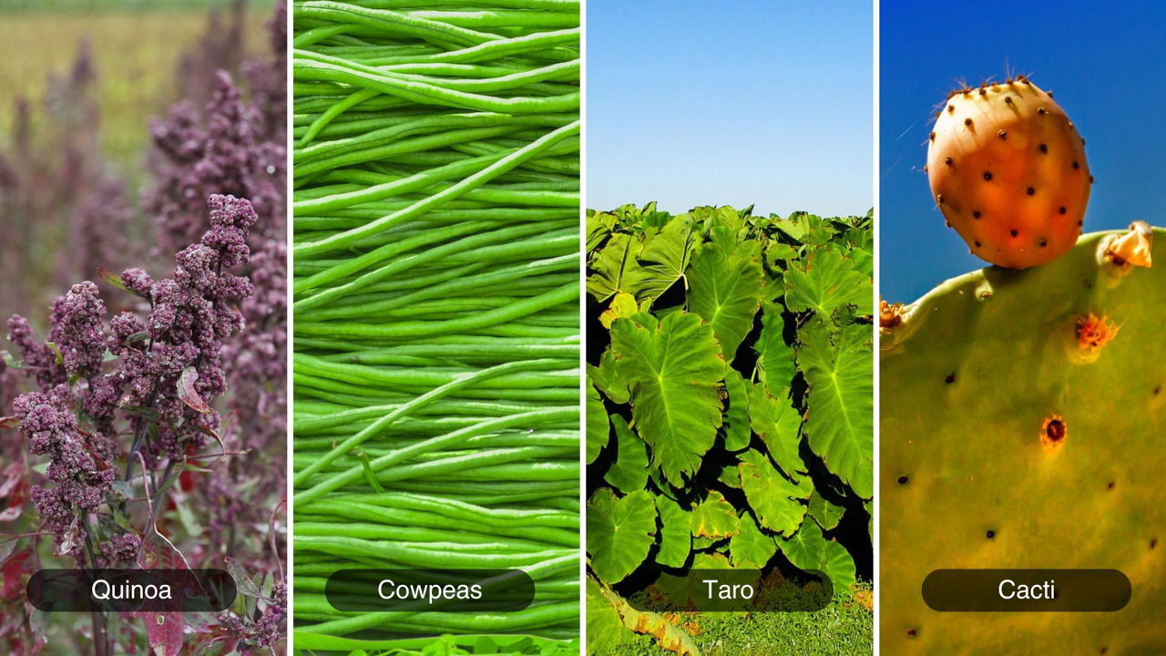 Climate Resilient Crops (Photo Source: Canva)