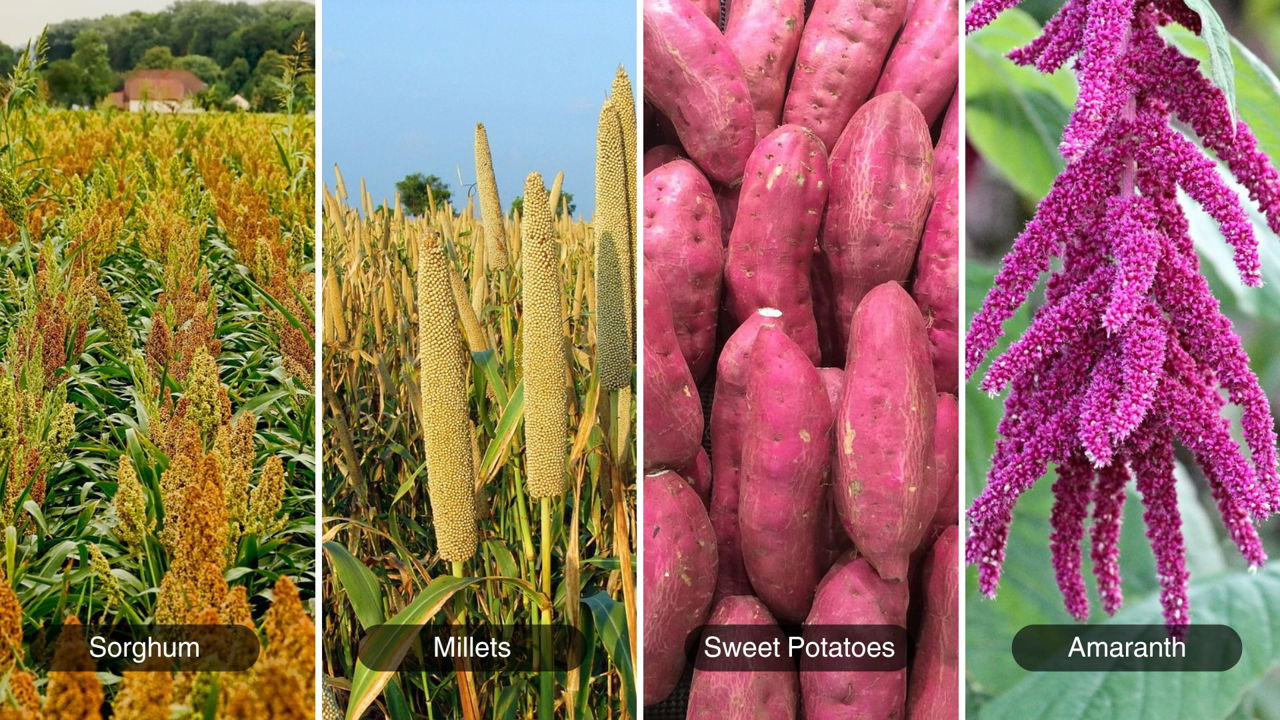 Climate Resilient Crops (Photo Source: Canva)