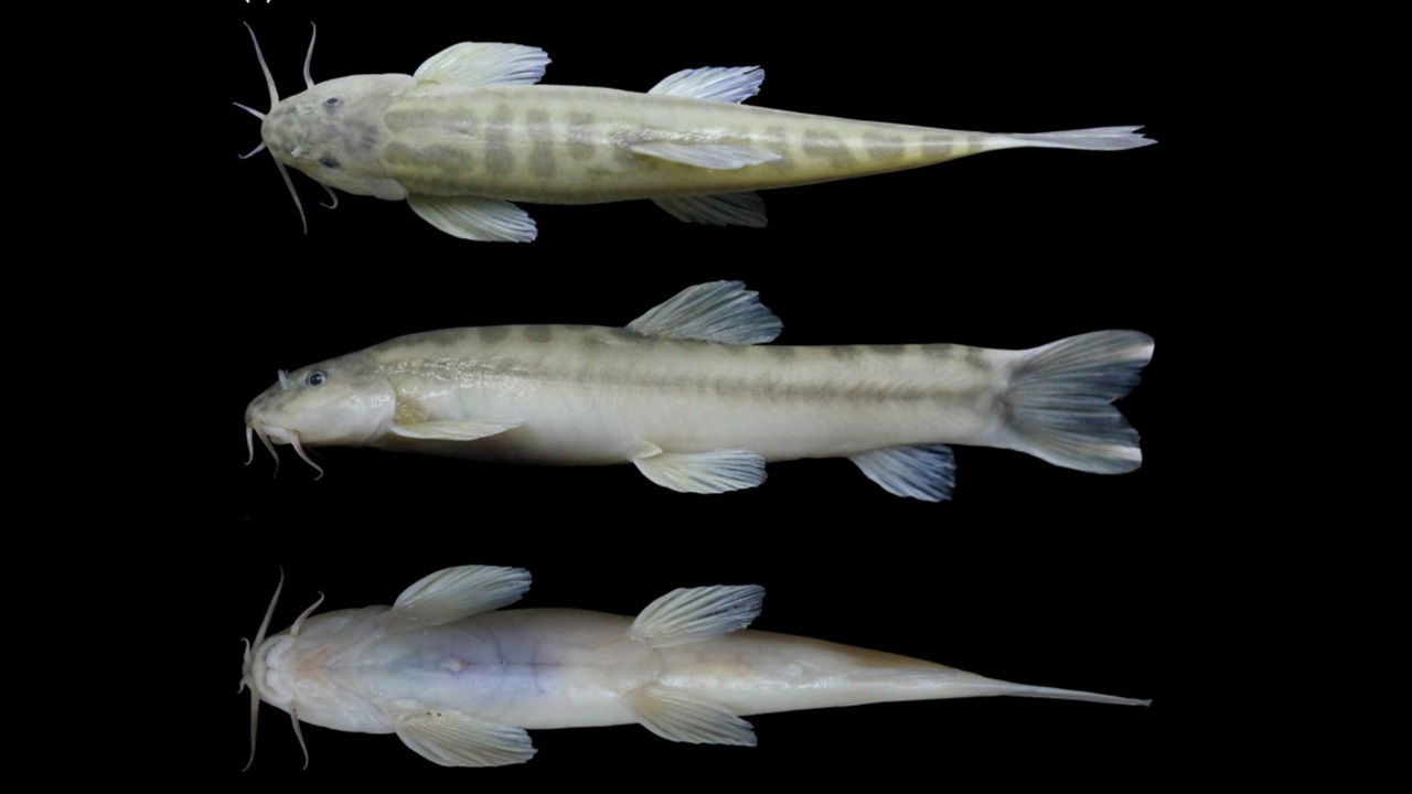 New discovery: Schistura sonarengaensis sp. nov. a cave-dwelling fish from Meghalaya's South Garo Hills (Photo Source: ICAR)