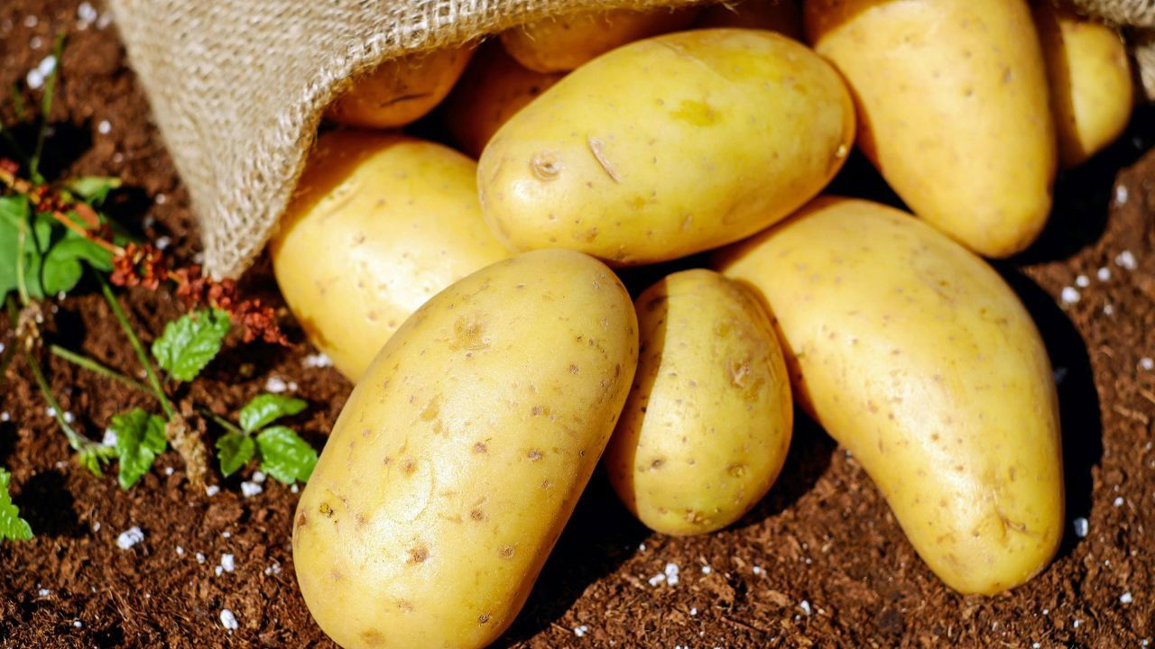 Potato (Photo Source: Pexels)