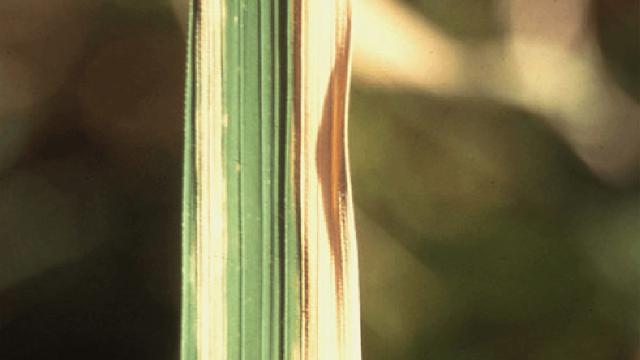 Bacterial Leaf Blight in Rice (Image Source: Flickr)