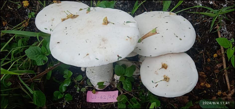 Milk umbrella mushroom (Calocybe indica)