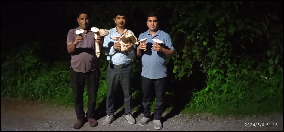 Researchers with milk umbrella mushroom (Calocybe indica)