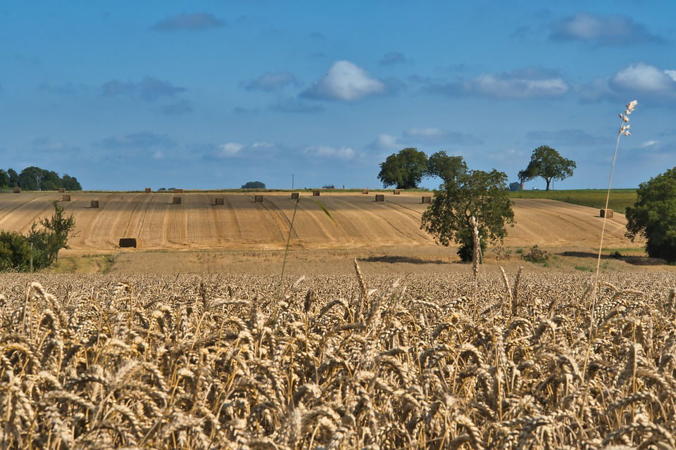 Crop Procurement in Haryana at MSP                                                                                                               Source: Pixabay