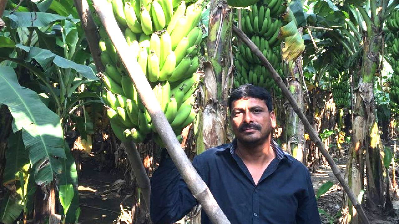 Dhirender Desai in his banana farm