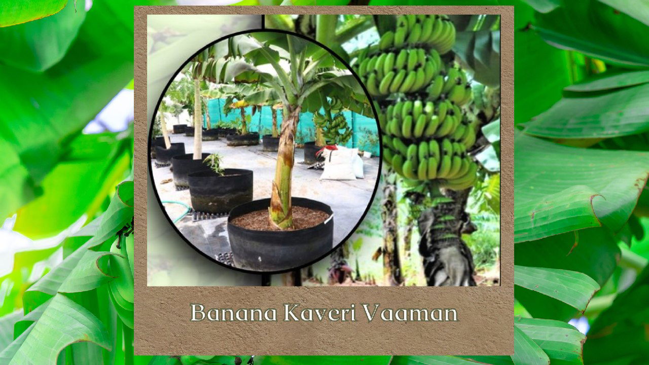 A pictorial representation of Banana Kaveri Vaaman (Image Source: ICAR)