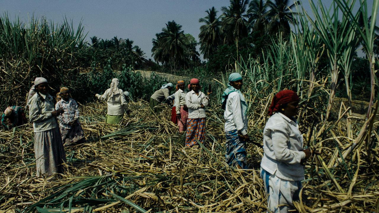 Women farmer in Sugarcane field (Representational Photo Source: Pexels)