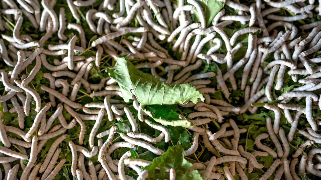 Silkworm eating mulberry leaves (Representational Photo Source: Pexels)