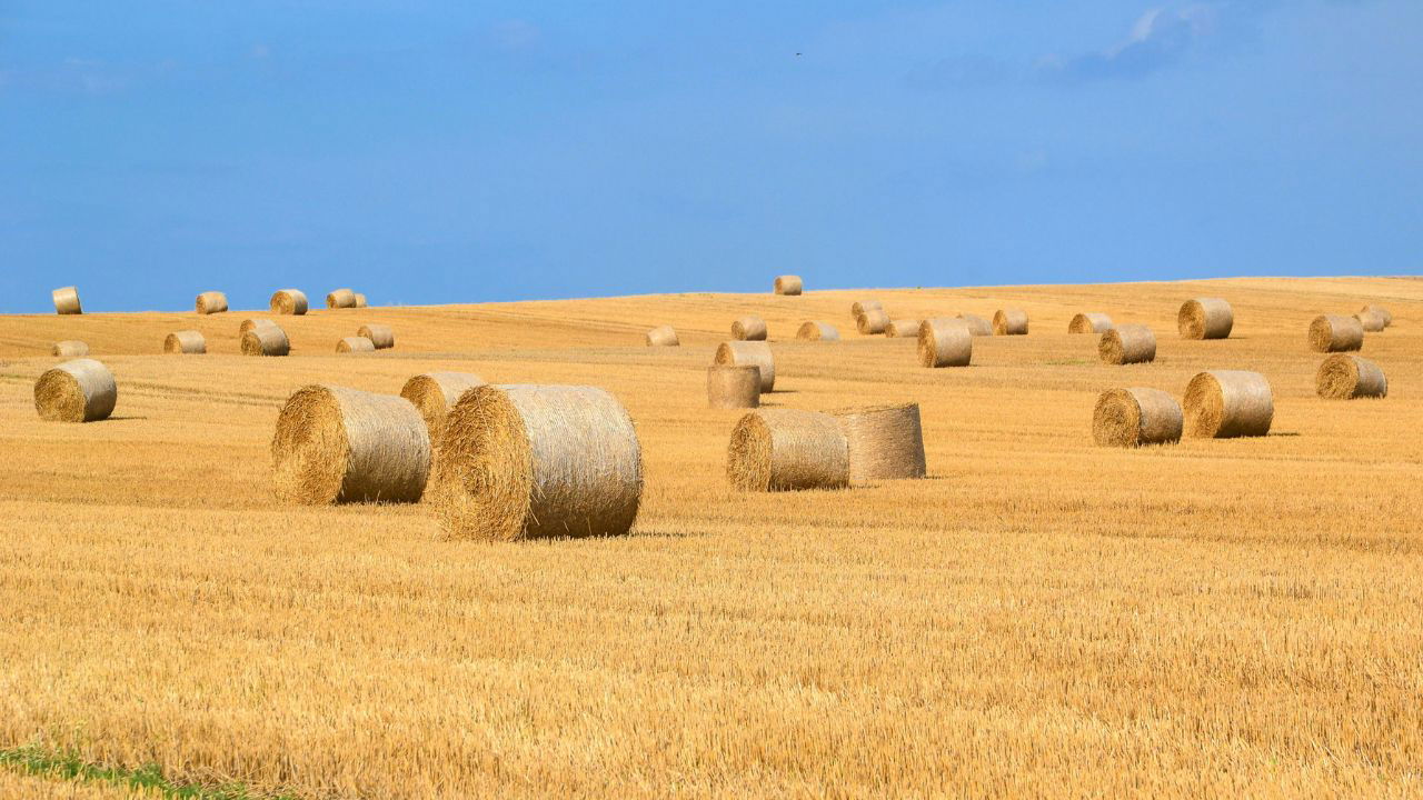 Agricultural Residue (Representational Photo Source: Pexels)