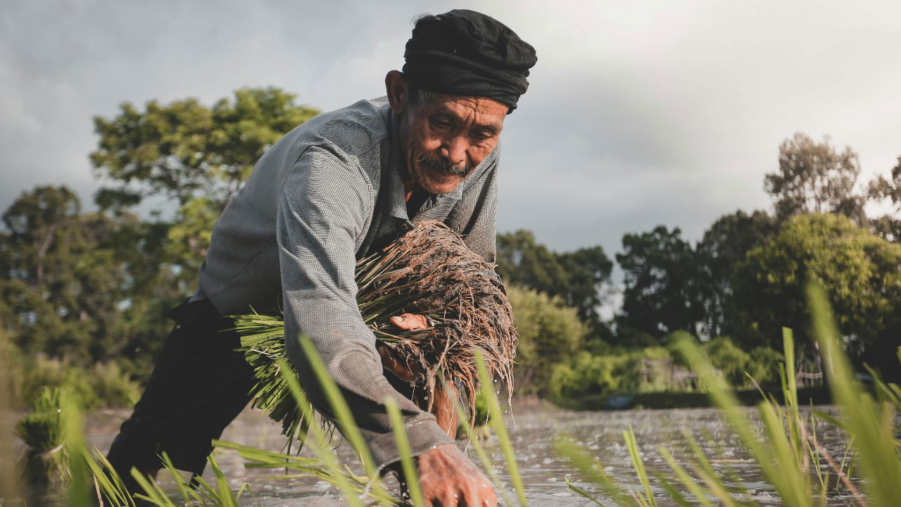 Paddy Sowing (Representational Image Source: Pexels)