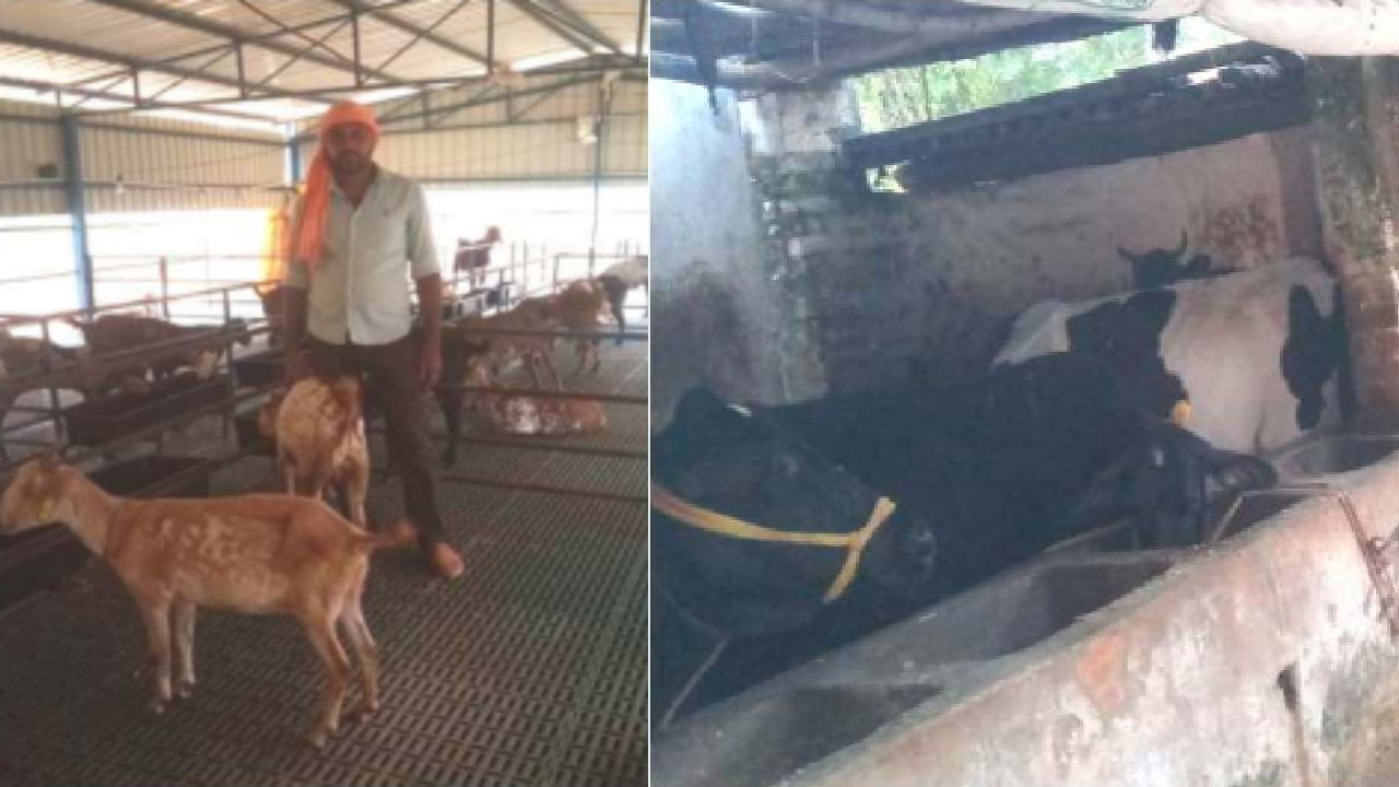 Pankaj Singh in his goat shed