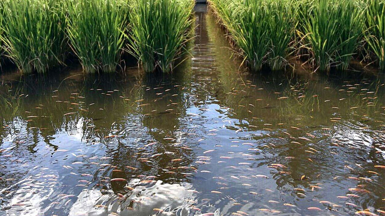 Rice-Fish system (Photo Source: Wikipedia)