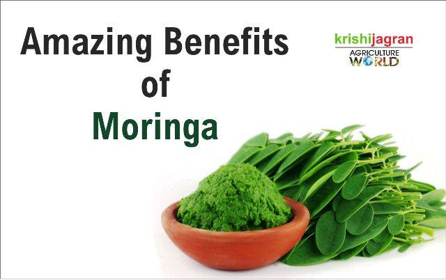 Amazing Benefits of Moringa