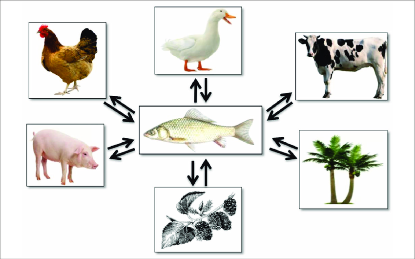 Integrated Fish Farming System (Source- https://www.researchgate.net)