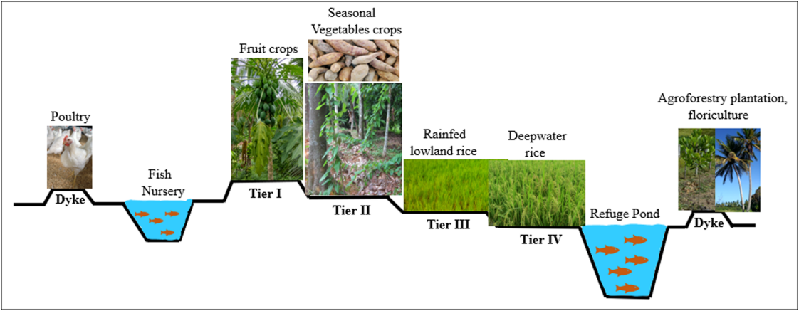 Impact of Integrated Fish Farming in Rice Cultivation: A Review