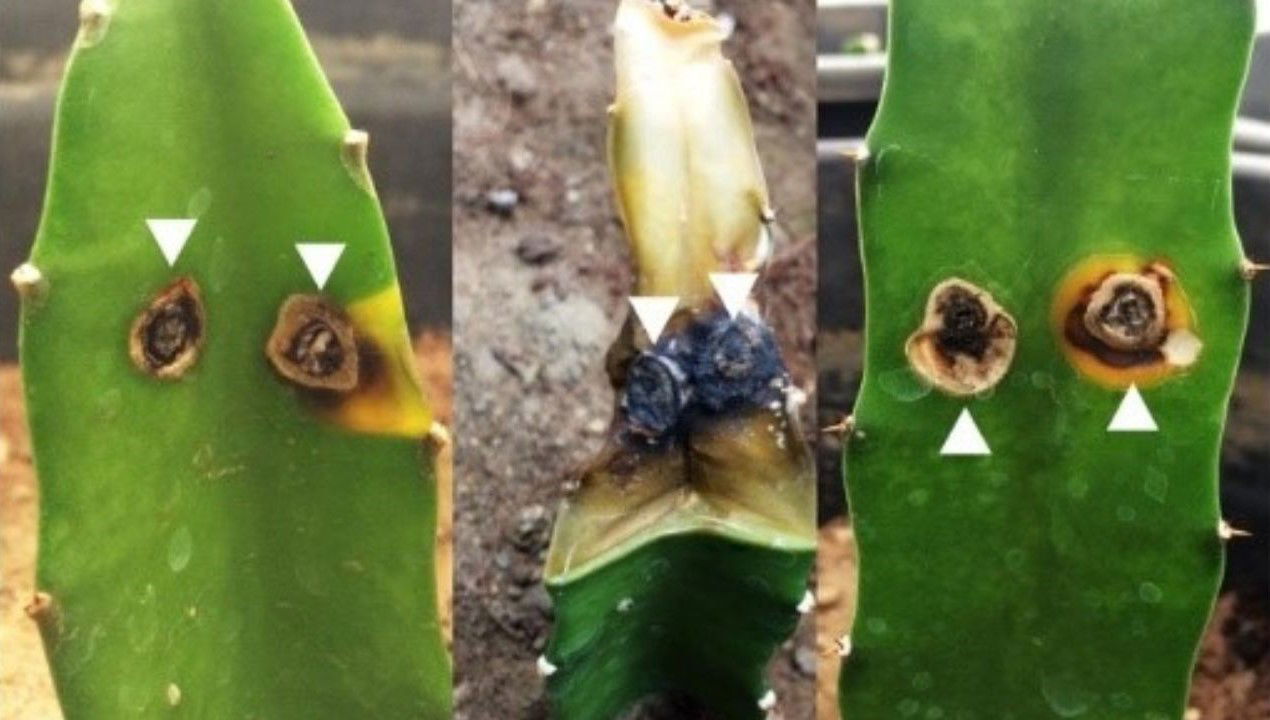 Stem and root canker disease in Dragon Fruit