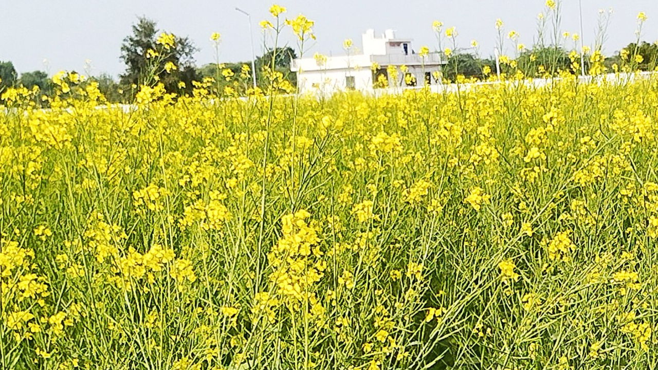 A pictorial representation of Bharatpur Mustard II (Image source: ICAR)