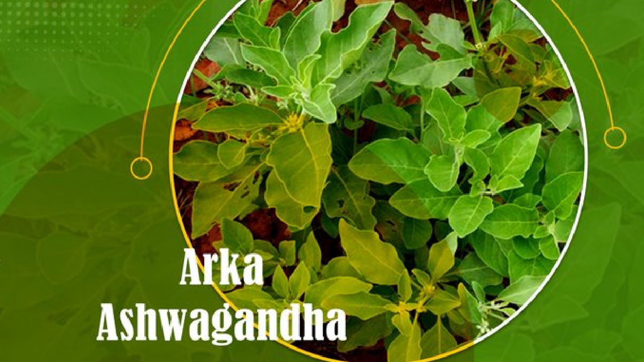 Arka Ashwagandha (Image Source: ICAR)