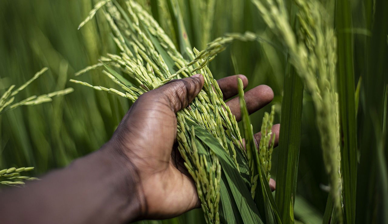 New Released Rice Varieties (Photo Source: Pixabay)