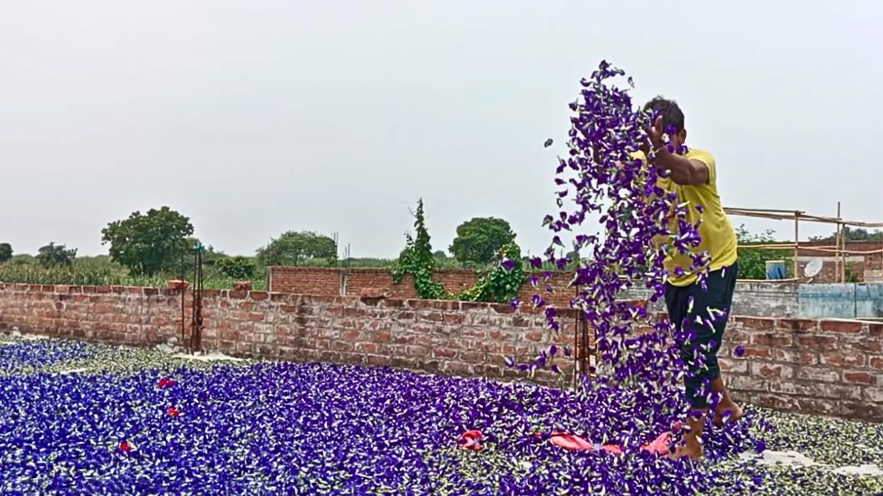 Blue pea flower, which is used to make herbal teas like blue tea