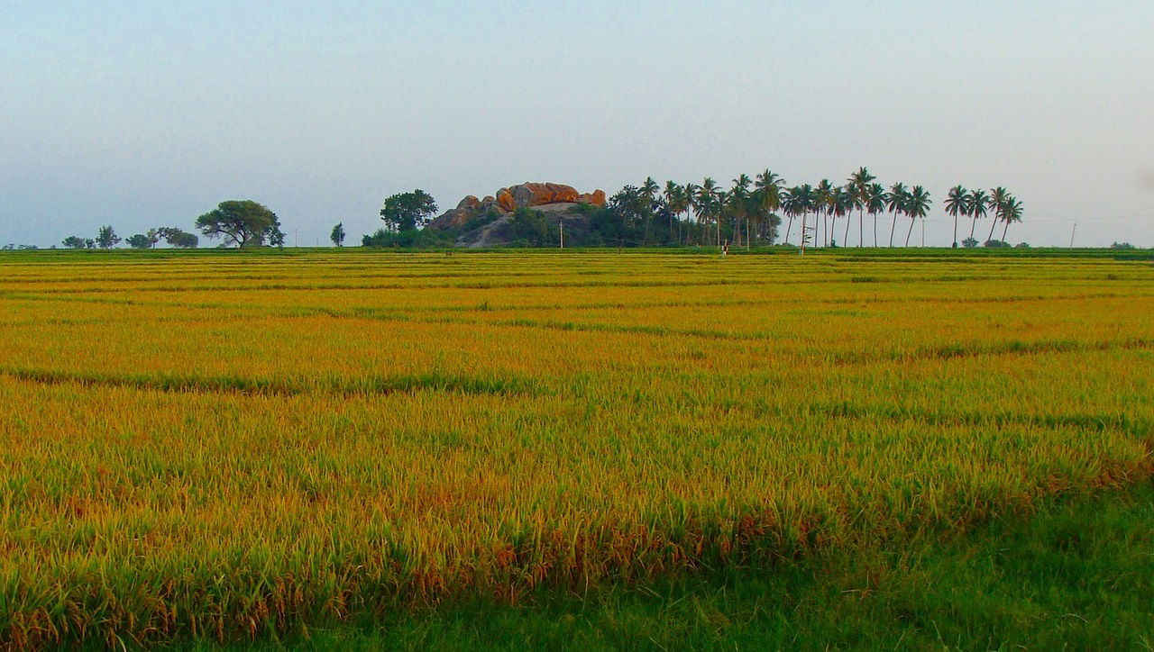 Representational image of Central Ganga Plain (Photo Source: Pixabay)